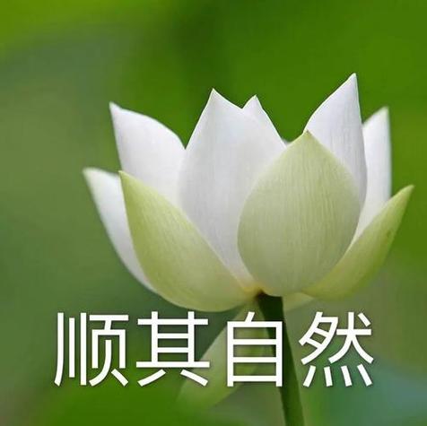 中老年微信头像红玫瑰(中老年红玫瑰微信头像)